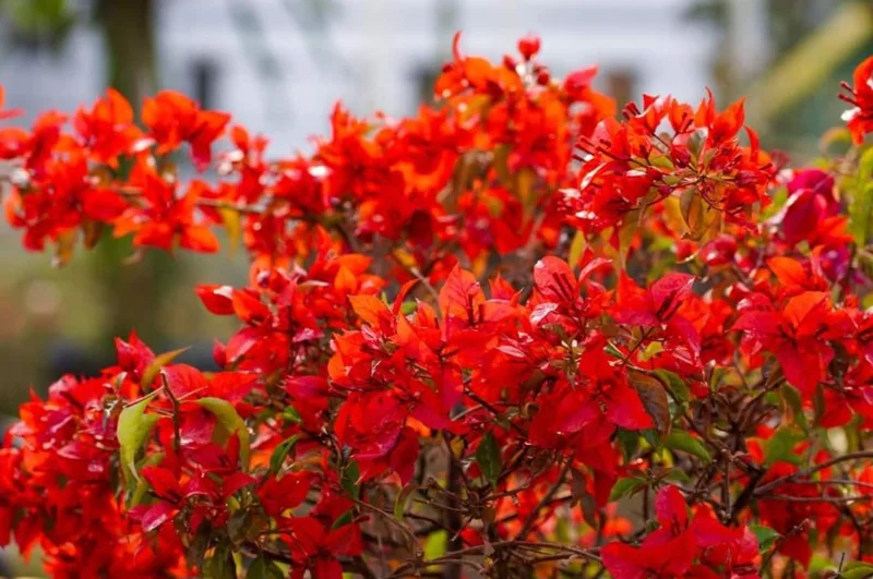 Red Bougainvillea Live Plant Starter - 2-Pack, 4-6" Tall, Drought Tolerant Outdoor Red Bougainvillea Live Plant Starter - 2-Pack, 4-6" Tall, Drought Tolerant Outdoor - Image 5
