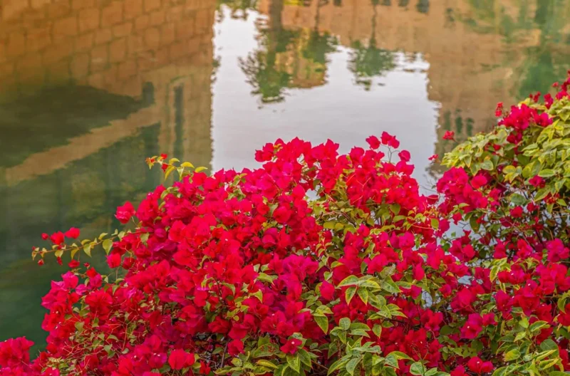 Red Bougainvillea Live Plant Starter - 2-Pack, 4-6" Tall, Drought Tolerant Outdoor Red Bougainvillea Live Plant Starter - 2-Pack, 4-6" Tall, Drought Tolerant Outdoor - Image 6