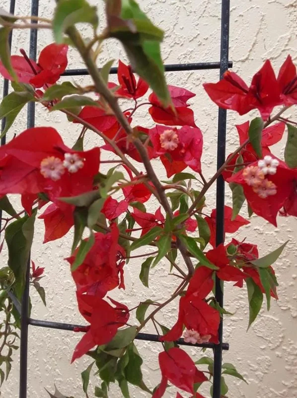Red Bougainvillea Live Plant Starter - 2-Pack, 4-6" Tall, Drought Tolerant Outdoor Red Bougainvillea Live Plant Starter - 2-Pack, 4-6" Tall, Drought Tolerant Outdoor - Image 7