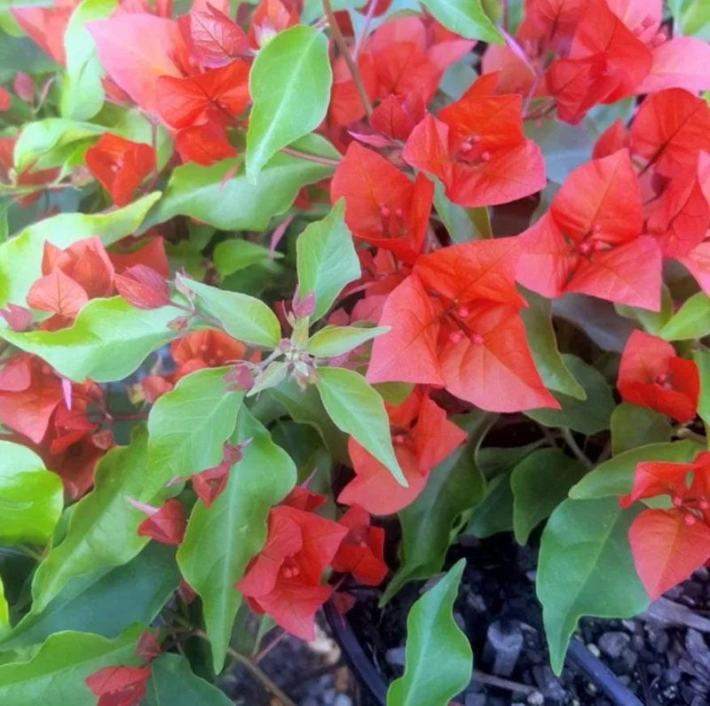 Red Bougainvillea Live Plant Starter - 2-Pack, 4-6" Tall, Drought Tolerant Outdoor Red Bougainvillea Live Plant Starter - 2-Pack, 4-6" Tall, Drought Tolerant Outdoor - Image 8