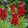 Red Cardinal Flower Live Plant - Set of 5 Roots - Lobelia cardinalis Perennial - Image 1