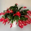 Red Christmas Cactus Live Plant, 4-6 Inch Tall in 4 Inch Pot, Holiday Blooming Houseplant Red Christmas Cactus Live Plant, 4-6 Inch Tall in 4 Inch Pot, Holiday Blooming Houseplant - Image 1