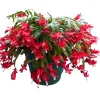 Red Christmas Cactus Live Plant – Schlumbergera Flowers – 2 Plants in 3 Inch Pot – Indoor Holiday Cactus Red Christmas Cactus Live Plant – Schlumbergera Flowers – 2 Plants in 3 Inch Pot – Indoor Holiday Cactus - Image 1