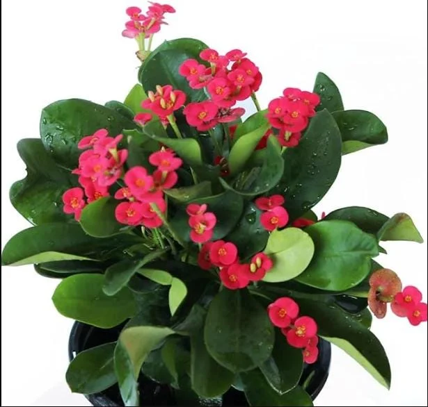 Red Crown of Thorns Live Plant - Euphorbia Milii Succulent Cactus, 4-6 Inch Tall, Indoor/Outdoor Red Crown of Thorns Live Plant - Euphorbia Milii Succulent Cactus, 4-6 Inch Tall, Indoor/Outdoor - Image 2