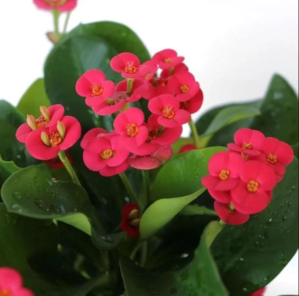 Red Crown of Thorns Live Plant - Euphorbia Milii Succulent Cactus, 4-6 Inch Tall, Indoor/Outdoor Red Crown of Thorns Live Plant - Euphorbia Milii Succulent Cactus, 4-6 Inch Tall, Indoor/Outdoor - Image 3