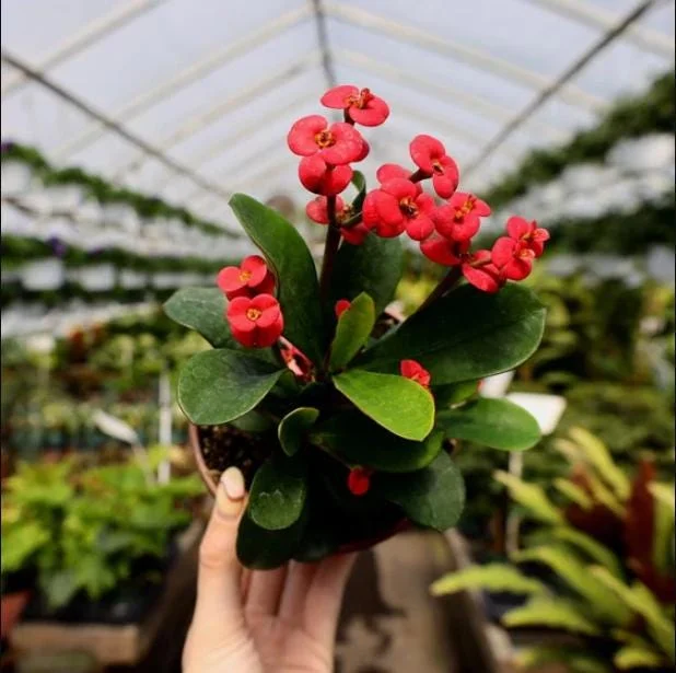 Red Crown of Thorns Live Plant - Euphorbia Milii Succulent Cactus, 4-6 Inch Tall, Indoor/Outdoor Red Crown of Thorns Live Plant - Euphorbia Milii Succulent Cactus, 4-6 Inch Tall, Indoor/Outdoor - Image 4