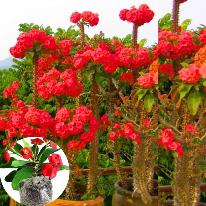 Red Crown of Thorns Live Plant - Euphorbia Milii Succulent Cactus, 4-6 Inch Tall, Indoor/Outdoor Red Crown of Thorns Live Plant - Euphorbia Milii Succulent Cactus, 4-6 Inch Tall, Indoor/Outdoor - Image 5