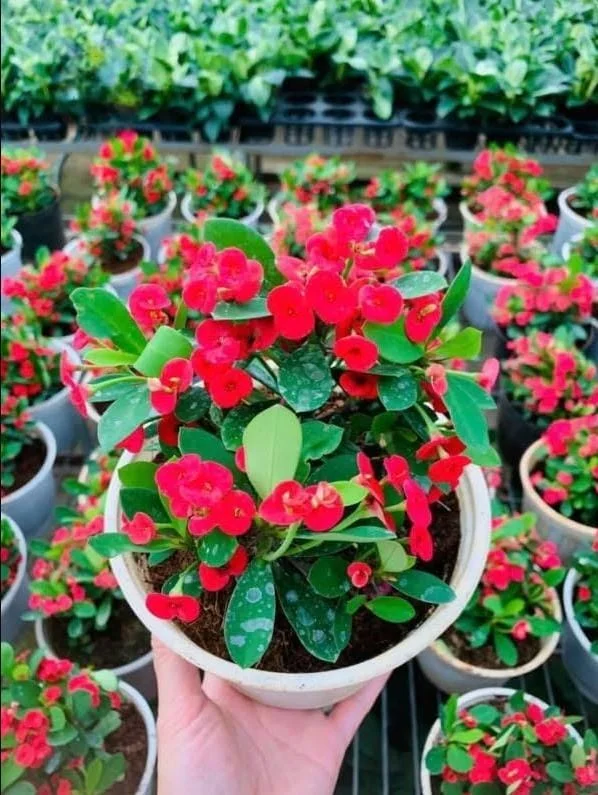 Red Crown of Thorns Live Plant - Euphorbia Milii Succulent Cactus, 4-6 Inch Tall, Indoor/Outdoor Red Crown of Thorns Live Plant - Euphorbia Milii Succulent Cactus, 4-6 Inch Tall, Indoor/Outdoor - Image 6