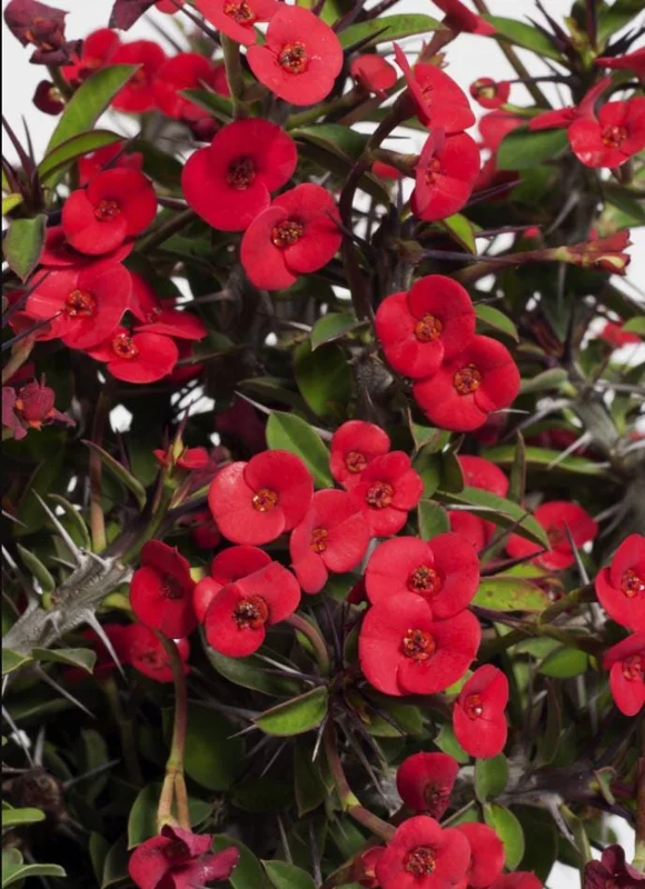 Red Crown of Thorns Live Plant - Euphorbia Milii Succulent Cactus, 4-6 Inch Tall, Indoor/Outdoor Red Crown of Thorns Live Plant - Euphorbia Milii Succulent Cactus, 4-6 Inch Tall, Indoor/Outdoor - Image 8