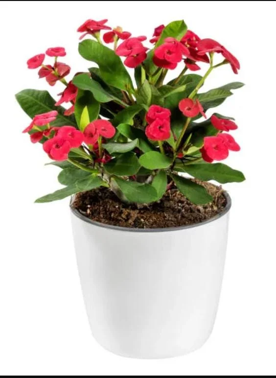 Red Crown of Thorns Live Plant - Euphorbia Milii Succulent Cactus, 4-6 Inch Tall, Indoor/Outdoor Red Crown of Thorns Live Plant - Euphorbia Milii Succulent Cactus, 4-6 Inch Tall, Indoor/Outdoor - Image 1