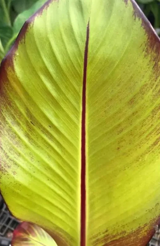 Red Cuban Banana Tree Live Plant - 6-8 inch Starter - Tropical Fruit Edible Musa spp. for USDA Zones 9-11 Red Cuban Banana Tree Live Plant - 6-8 inch Starter - Tropical Fruit Edible Musa spp. for USDA Zones 9-11 - Image 2