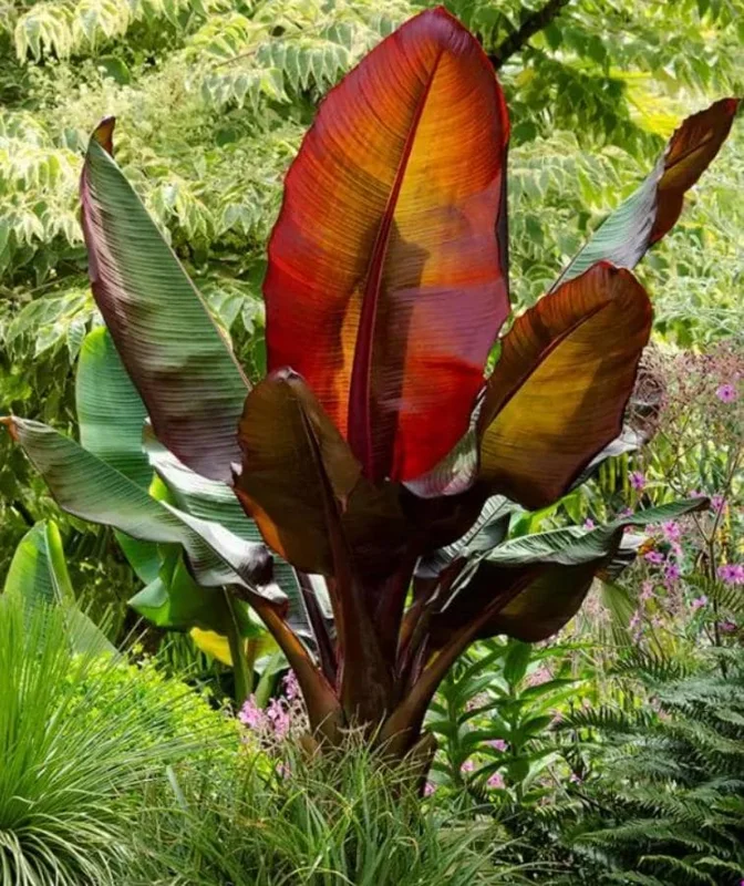 Red Cuban Banana Tree Live Plant - 6-8 inch Starter - Tropical Fruit Edible Musa spp. for USDA Zones 9-11 Red Cuban Banana Tree Live Plant - 6-8 inch Starter - Tropical Fruit Edible Musa spp. for USDA Zones 9-11 - Image 3