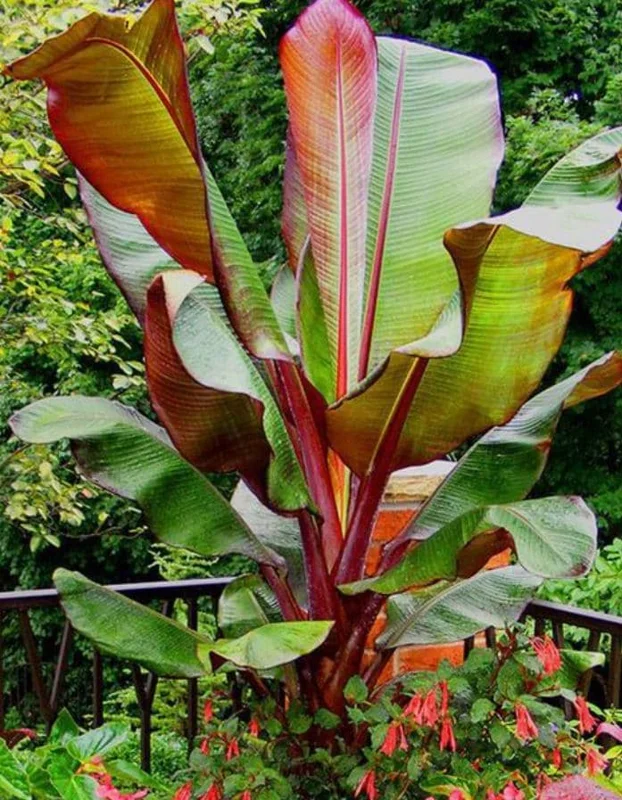 Red Cuban Banana Tree Live Plant - 6-8 inch Starter - Tropical Fruit Edible Musa spp. for USDA Zones 9-11 Red Cuban Banana Tree Live Plant - 6-8 inch Starter - Tropical Fruit Edible Musa spp. for USDA Zones 9-11 - Image 4