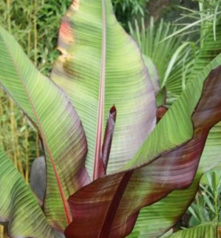 Red Cuban Banana Tree Live Plant - 6-8 inch Starter - Tropical Fruit Edible Musa spp. for USDA Zones 9-11 Red Cuban Banana Tree Live Plant - 6-8 inch Starter - Tropical Fruit Edible Musa spp. for USDA Zones 9-11 - Image 5