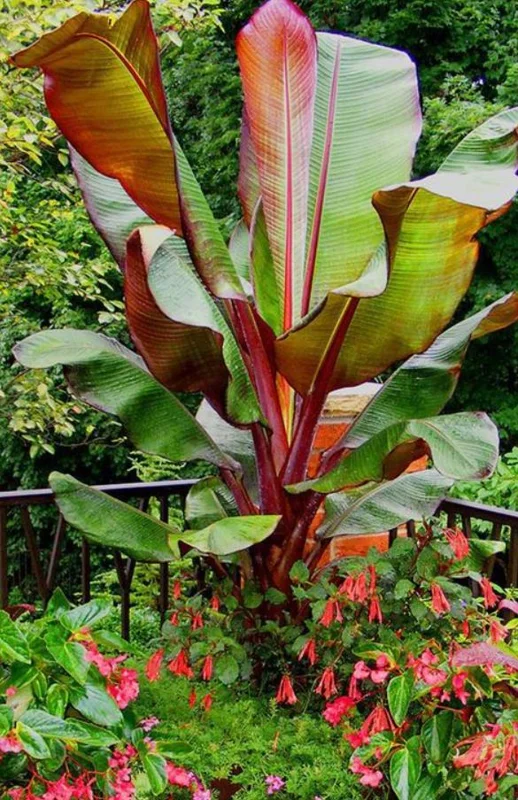 Red Cuban Banana Tree Live Plant - 6-8 inch Starter - Tropical Fruit Edible Musa spp. for USDA Zones 9-11 Red Cuban Banana Tree Live Plant - 6-8 inch Starter - Tropical Fruit Edible Musa spp. for USDA Zones 9-11 - Image 6