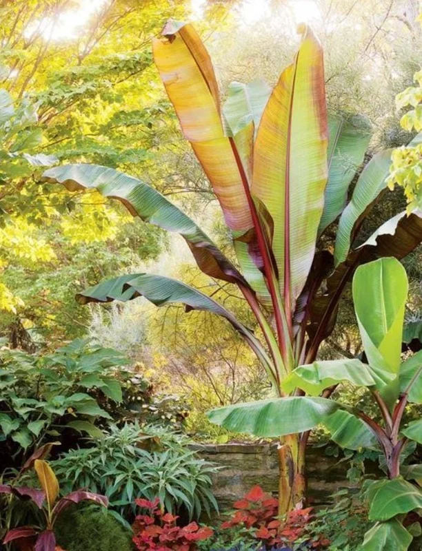 Red Cuban Banana Tree Live Plant - 6-8 inch Starter - Tropical Fruit Edible Musa spp. for USDA Zones 9-11 Red Cuban Banana Tree Live Plant - 6-8 inch Starter - Tropical Fruit Edible Musa spp. for USDA Zones 9-11 - Image 7