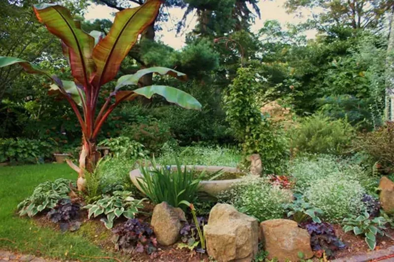 Red Cuban Banana Tree Live Plant - 6-8 inch Starter - Tropical Fruit Edible Musa spp. for USDA Zones 9-11 Red Cuban Banana Tree Live Plant - 6-8 inch Starter - Tropical Fruit Edible Musa spp. for USDA Zones 9-11 - Image 8