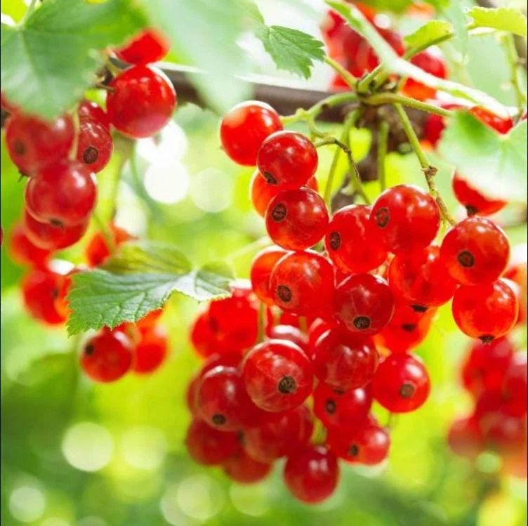 Red Currant Bare Root Plants - Set of 3, 5-10 Inches Tall, Fruit Bush Red Currant Bare Root Plants - Set of 3, 5-10 Inches Tall, Fruit Bush - Image 2