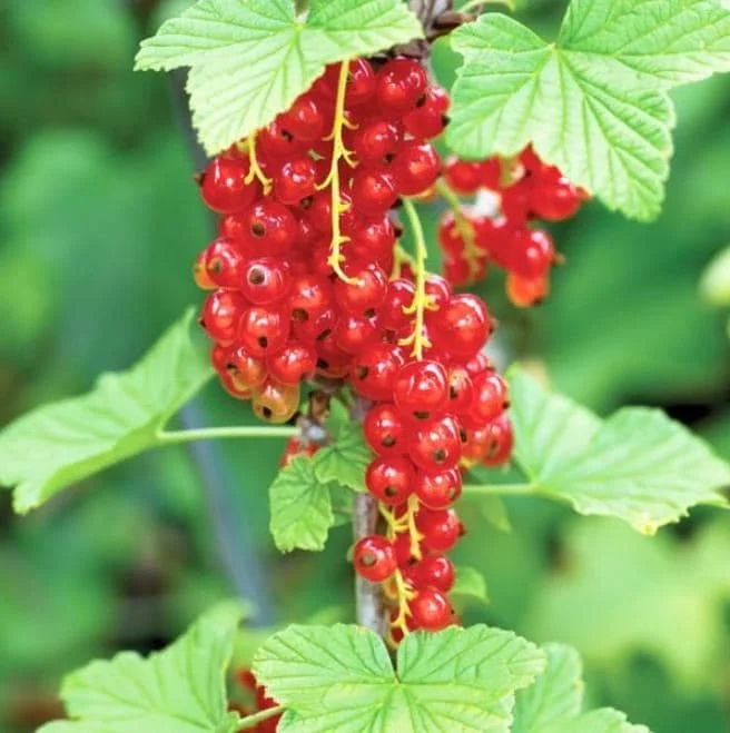 Red Currant Bare Root Plants - Set of 3, 5-10 Inches Tall, Fruit Bush Red Currant Bare Root Plants - Set of 3, 5-10 Inches Tall, Fruit Bush - Image 3
