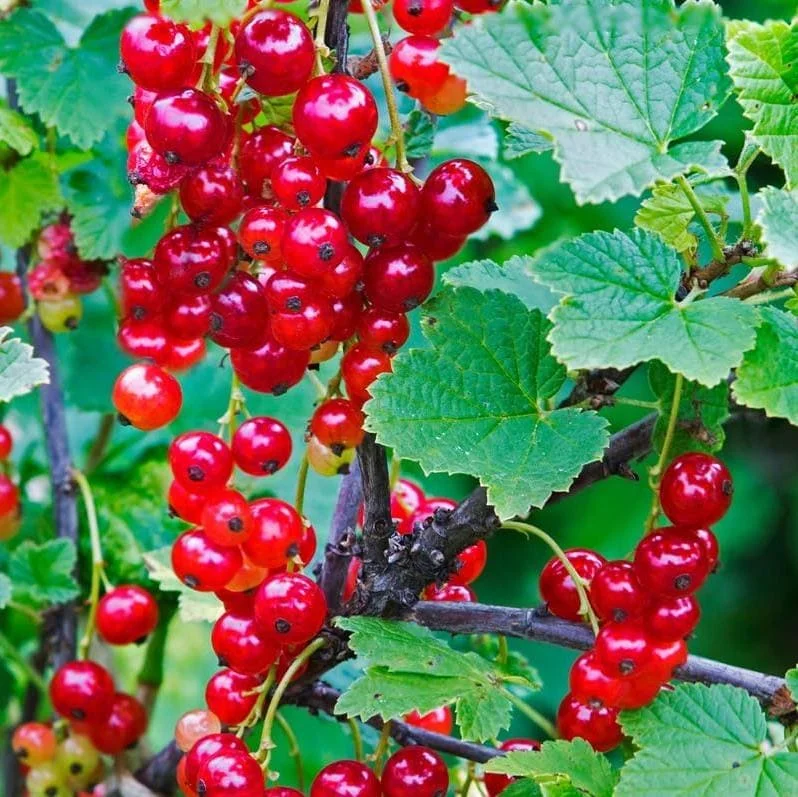 Red Currant Bare Root Plants - Set of 3, 5-10 Inches Tall, Fruit Bush Red Currant Bare Root Plants - Set of 3, 5-10 Inches Tall, Fruit Bush - Image 5