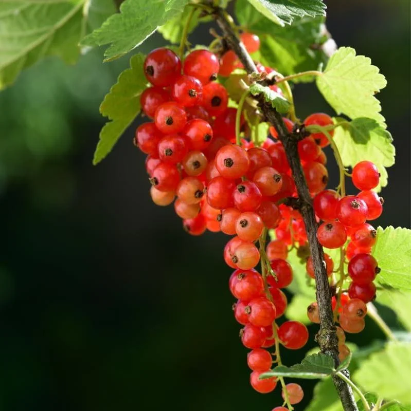 Red Currant Bare Root Plants - Set of 3, 5-10 Inches Tall, Fruit Bush Red Currant Bare Root Plants - Set of 3, 5-10 Inches Tall, Fruit Bush - Image 7