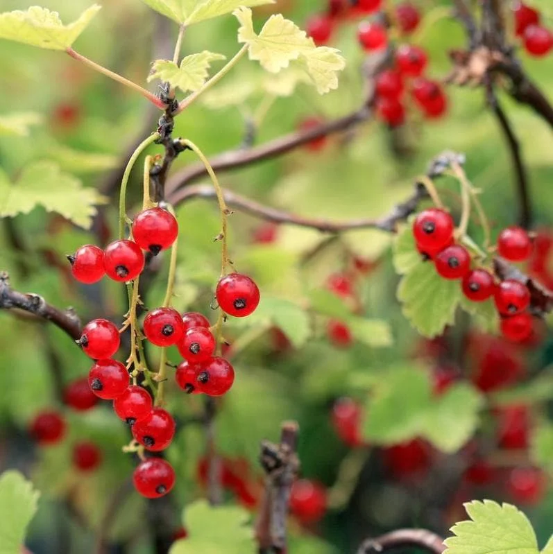 Red Currant Bare Root Plants - Set of 3, 5-10 Inches Tall, Fruit Bush Red Currant Bare Root Plants - Set of 3, 5-10 Inches Tall, Fruit Bush - Image 8
