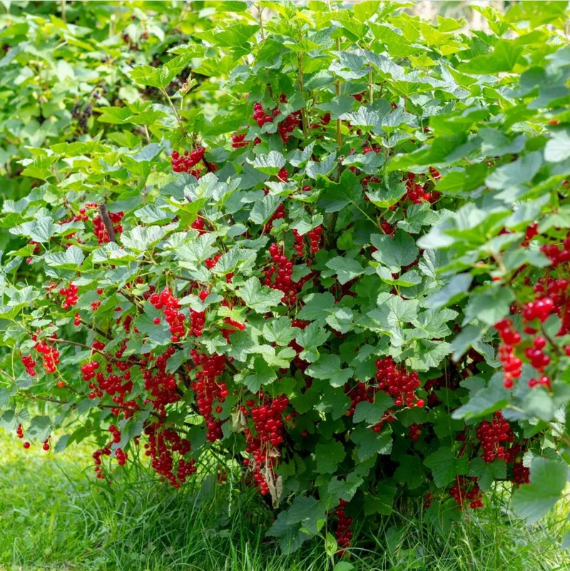 Red Currant Bare Root Plants - Set of 3, 5-10 Inches Tall, Fruit Bush Red Currant Bare Root Plants - Set of 3, 5-10 Inches Tall, Fruit Bush - Image 9