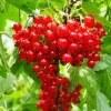 Red Currant Bare Root Plants - Set of 3, 5-10 Inches Tall, Fruit Bush - Image 1