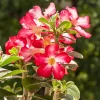 Red Desert Rose Live Plant - Adenium Obesum Starter - 4-6" Tall - Healthy Root Ball - Image 1