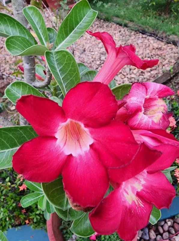 Red Desert Rose Live Plant Set - 2 Adenium Obesum, 4-6" Tall - Indoor/Outdoor Succulent - Image 2