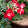 Red Desert Rose Live Plant Set - 2 Adenium Obesum, 4-6" Tall - Indoor/Outdoor Succulent - Image 1