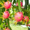 Red Dragon Fruit Live Plant 4" Pot - Sweet Edible Dragonfruit Cactus - Image 1