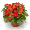 Red Lantana Live Starter Plant, Perennial Flower, Outdoor, 4-6 Inch Tall Red Lantana Live Starter Plant, Perennial Flower, Outdoor, 4-6 Inch Tall - Image 1