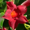 Red Mandevilla Live Plant Set - 2 Pack, 4-6" Tall, Rooted Vines for Garden Red Mandevilla Live Plant Set - 2 Pack, 4-6" Tall, Rooted Vines for Garden - Image 1