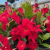 Red Mandevilla Live Plant, Set of 2, 4-6" Tall, Outdoor, Pollinator Friendly Red Mandevilla Live Plant, Set of 2, 4-6" Tall, Outdoor, Pollinator Friendly - Image 1