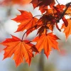 Red Maple Live Tree - 6-12" Tall - 1 Quart Pot - Deciduous Outdoor Tree - Image 1