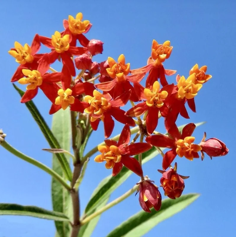 Red Milkweed Live Starter Plants - 2 Pack, 4-9 Inch Tall, Asclepias Curassavica Red Milkweed Live Starter Plants - 2 Pack, 4-9 Inch Tall, Asclepias Curassavica - Image 2