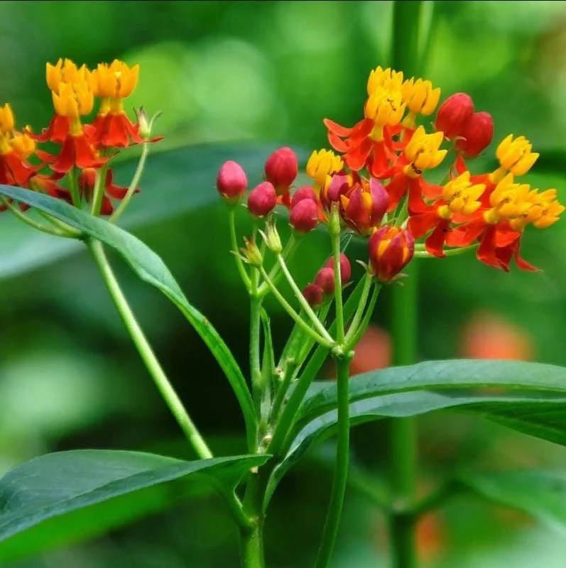 Red Milkweed Live Starter Plants - 2 Pack, 4-9 Inch Tall, Asclepias Curassavica Red Milkweed Live Starter Plants - 2 Pack, 4-9 Inch Tall, Asclepias Curassavica - Image 6