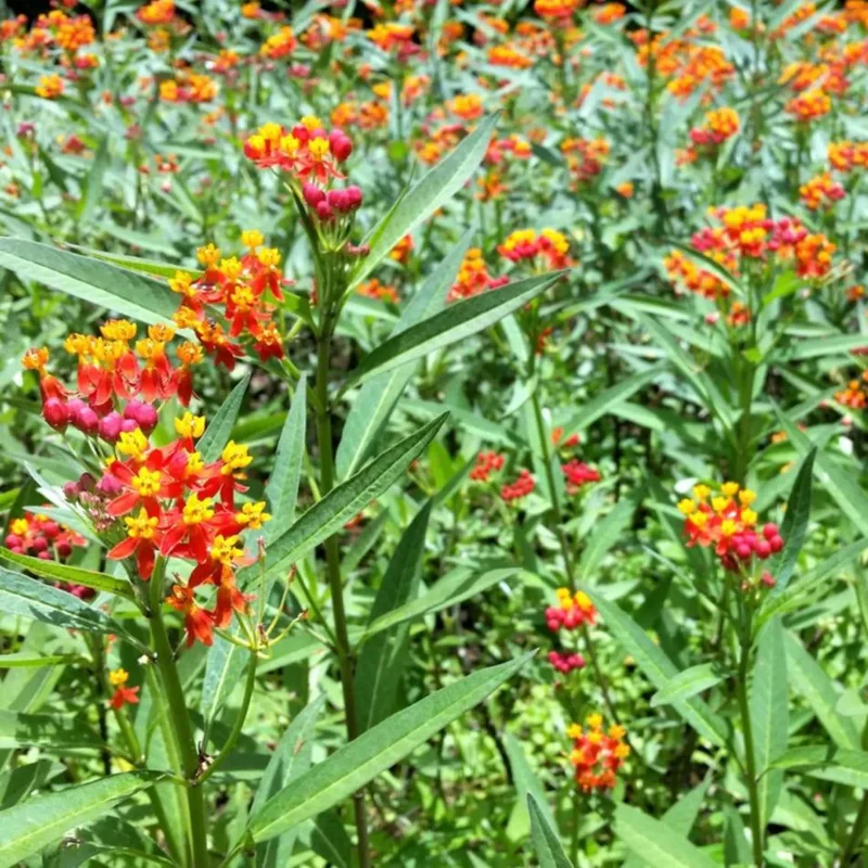 Red Milkweed Live Starter Plants - 2 Pack, 4-9 Inch Tall, Asclepias Curassavica Red Milkweed Live Starter Plants - 2 Pack, 4-9 Inch Tall, Asclepias Curassavica - Image 7