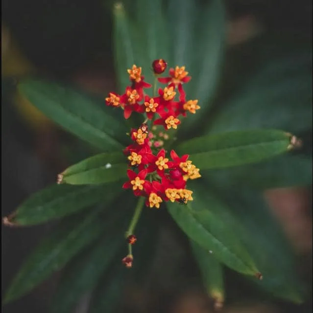 Red Milkweed Live Starter Plants - 2 Pack, 4-9 Inch Tall, Asclepias Curassavica Red Milkweed Live Starter Plants - 2 Pack, 4-9 Inch Tall, Asclepias Curassavica - Image 9