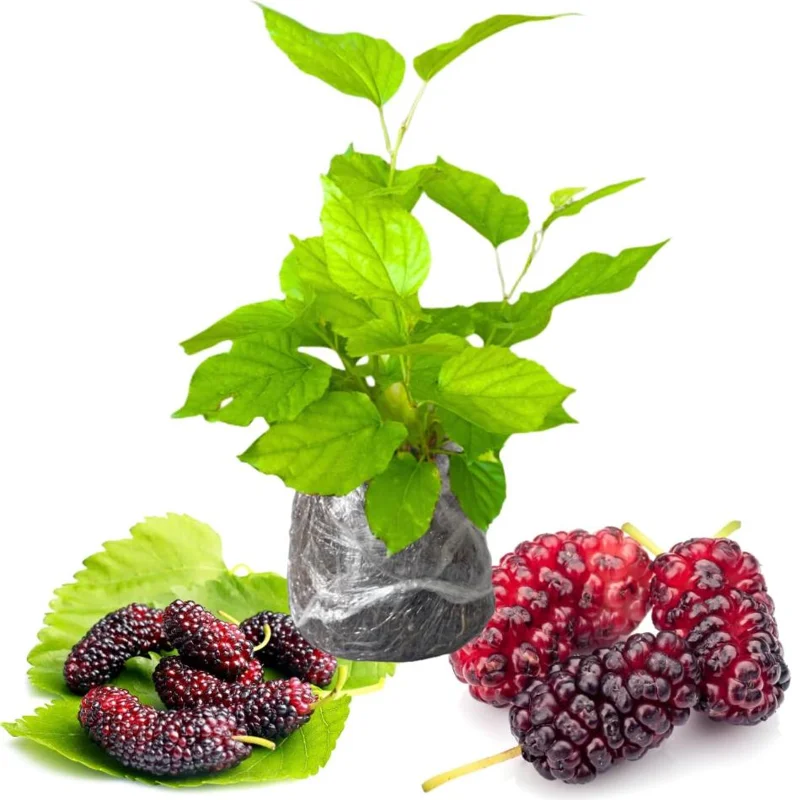 Red Mulberry Tree Live Plant - Sweet Mulberry Starter, 4-6 Inch Tall, Bare Root Red Mulberry Tree Live Plant - Sweet Mulberry Starter, 4-6 Inch Tall, Bare Root - Image 2