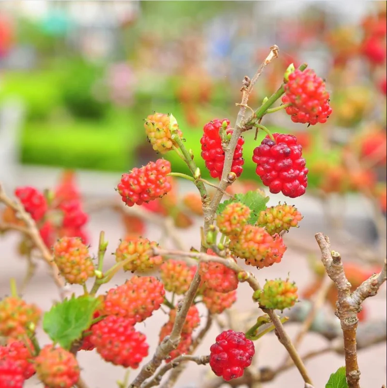 Red Mulberry Tree Live Plant - Sweet Mulberry Starter, 4-6 Inch Tall, Bare Root Red Mulberry Tree Live Plant - Sweet Mulberry Starter, 4-6 Inch Tall, Bare Root - Image 4