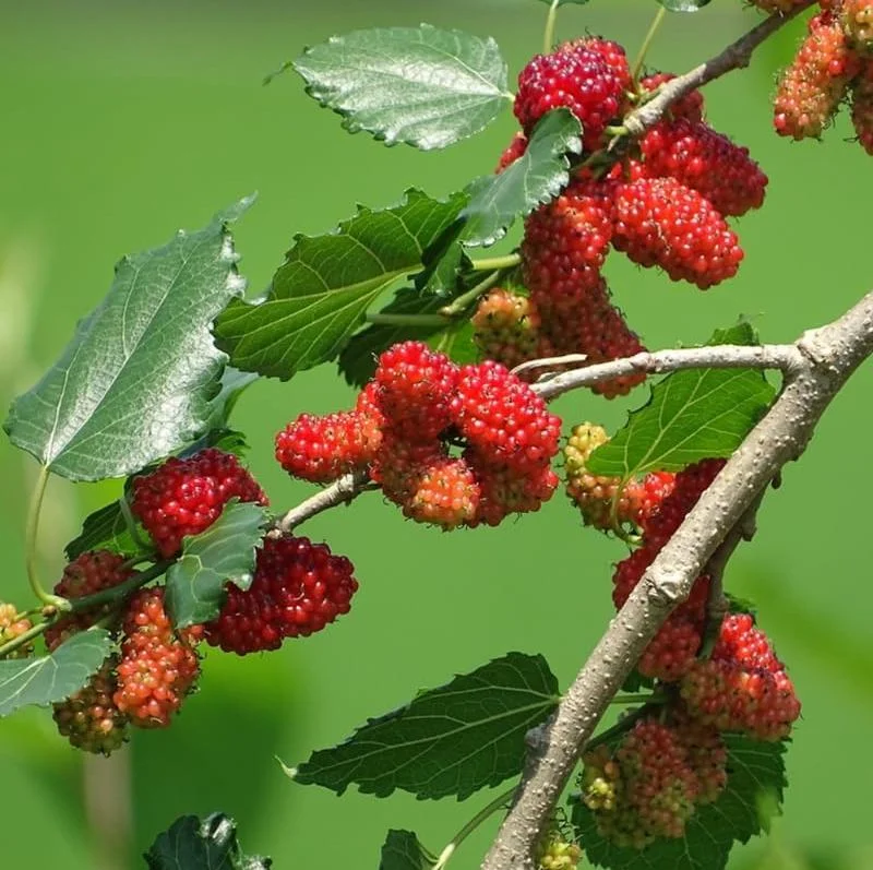 Red Mulberry Tree Live Plant - Sweet Mulberry Starter, 4-6 Inch Tall, Bare Root Red Mulberry Tree Live Plant - Sweet Mulberry Starter, 4-6 Inch Tall, Bare Root - Image 5