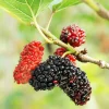 Red Mulberry Tree Live Plant - Sweet Mulberry Starter, 4-6 Inch Tall, Bare Root - Image 1