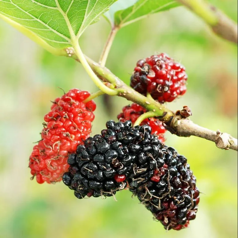 Red Mulberry Tree Live Plant - Sweet Mulberry Starter, 4-6 Inch Tall, Bare Root Red Mulberry Tree Live Plant - Sweet Mulberry Starter, 4-6 Inch Tall, Bare Root - Image 1