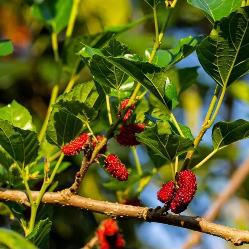 Red Mulberry Tree Live Plant - Sweet Mulberry Starter, 4-6 Inch Tall, Bare Root Red Mulberry Tree Live Plant - Sweet Mulberry Starter, 4-6 Inch Tall, Bare Root - Image 7