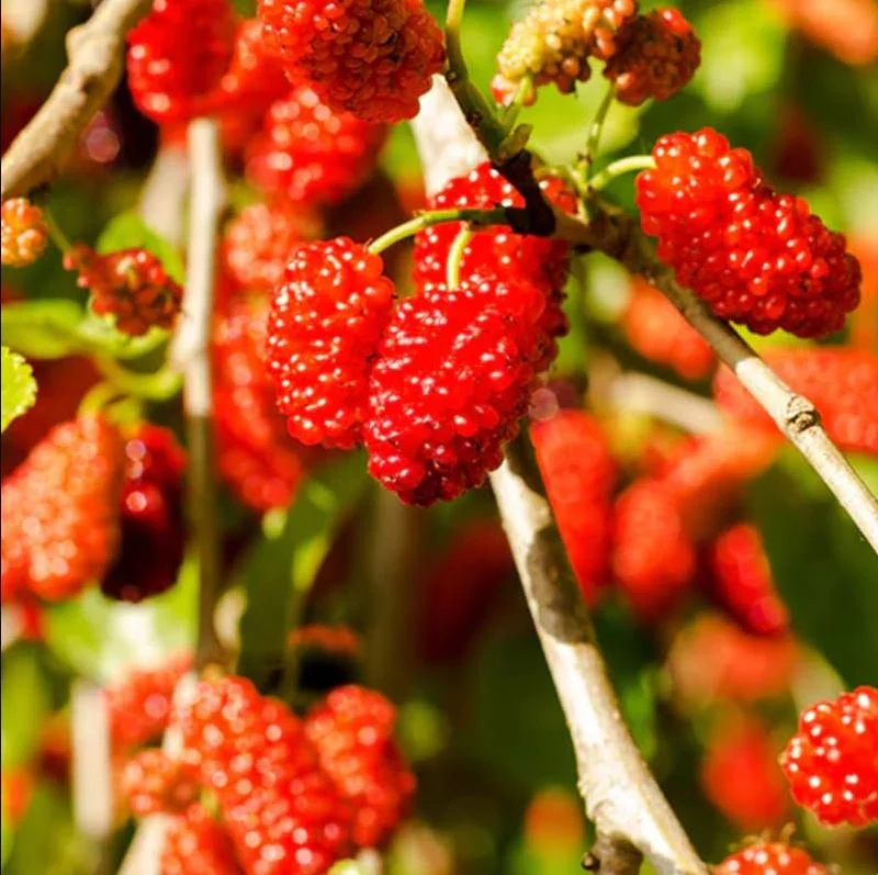 Red Mulberry Tree Live Plant - Sweet Mulberry Starter, 4-6 Inch Tall, Bare Root Red Mulberry Tree Live Plant - Sweet Mulberry Starter, 4-6 Inch Tall, Bare Root - Image 8