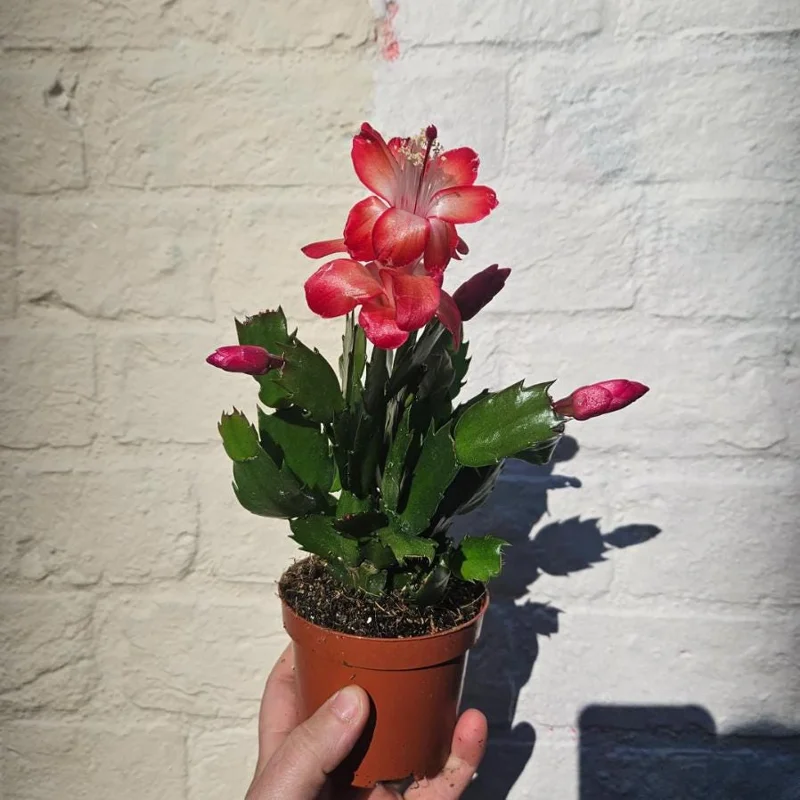Red Schlumbergera Holiday Cactus Live Plant - 2 Plants in 3 Inch Pot - Indoor/Outdoor Red Schlumbergera Holiday Cactus Live Plant - 2 Plants in 3 Inch Pot - Indoor/Outdoor - Image 2