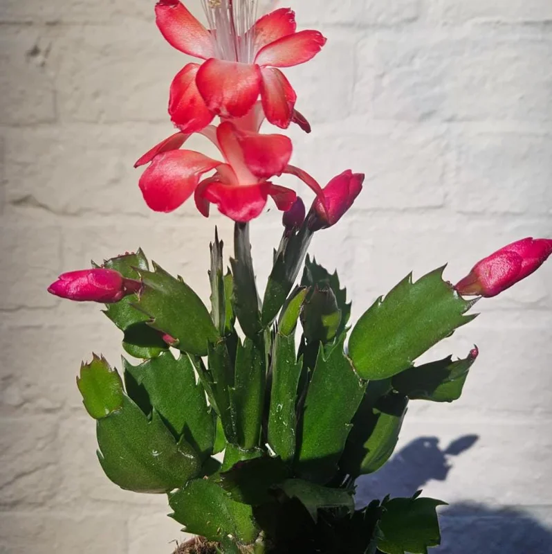 Red Schlumbergera Holiday Cactus Live Plant - 2 Plants in 3 Inch Pot - Indoor/Outdoor Red Schlumbergera Holiday Cactus Live Plant - 2 Plants in 3 Inch Pot - Indoor/Outdoor - Image 3