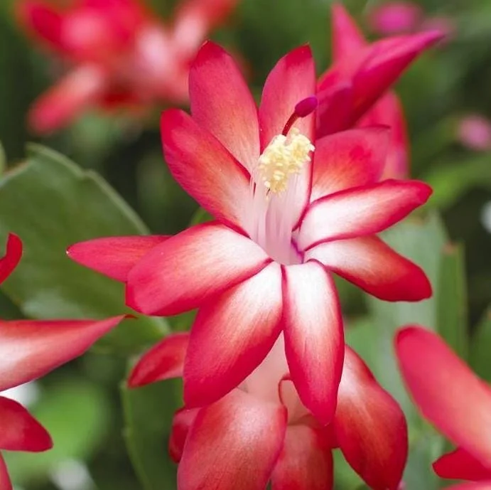 Red Schlumbergera Holiday Cactus Live Plant - 2 Plants in 3 Inch Pot - Indoor/Outdoor Red Schlumbergera Holiday Cactus Live Plant - 2 Plants in 3 Inch Pot - Indoor/Outdoor - Image 4